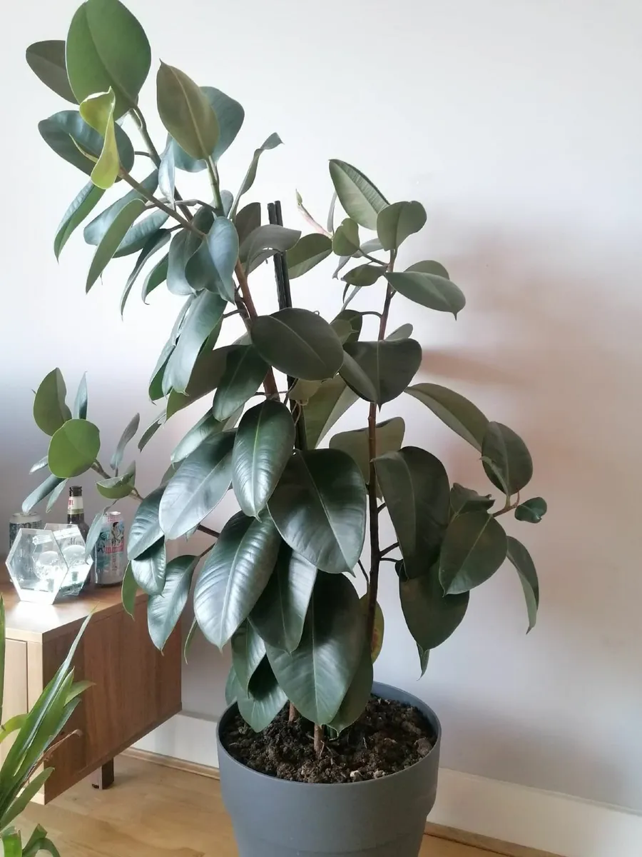 beautiful ficus elastica-105cm height