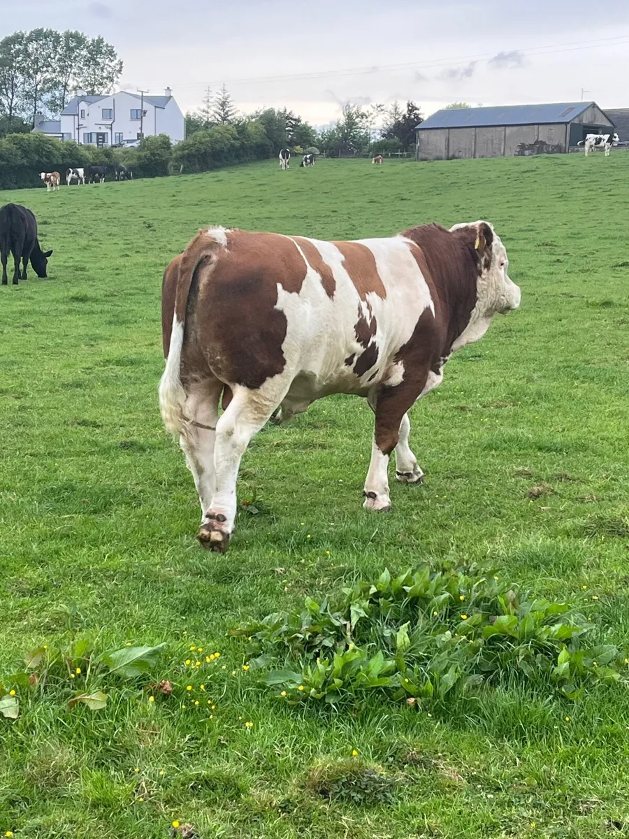 Simmental Bull for sale - Image 1