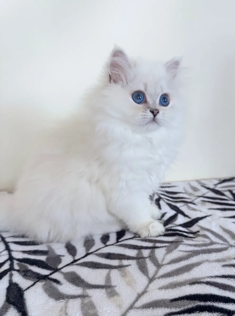 Pedigree British Shorthair & Longhair Kittens - Image 1