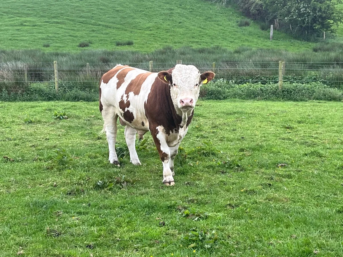 Simmental Bull for sale - Image 2