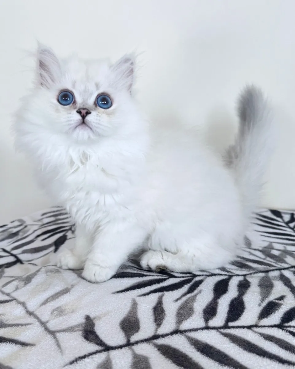 Pedigree British Shorthair & Longhair Kittens - Image 2