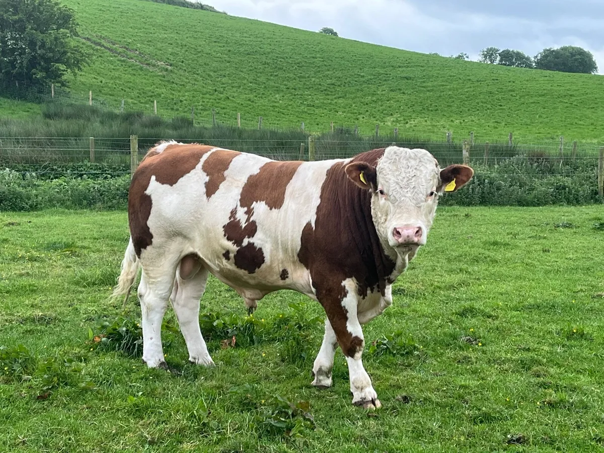 Simmental Bull for sale - Image 3