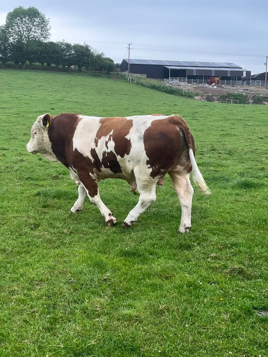 Simmental Bull for sale - Image 4