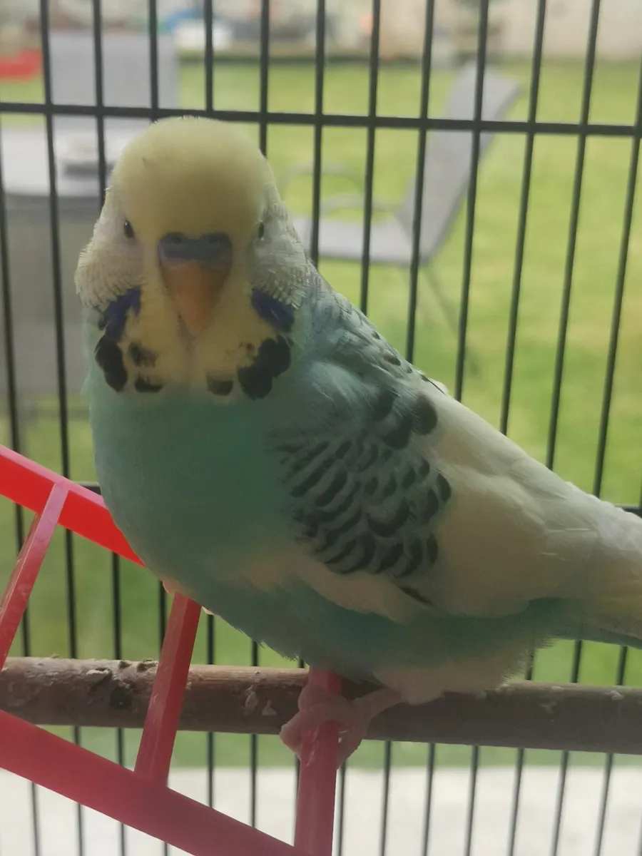Budgie bird - Image 1