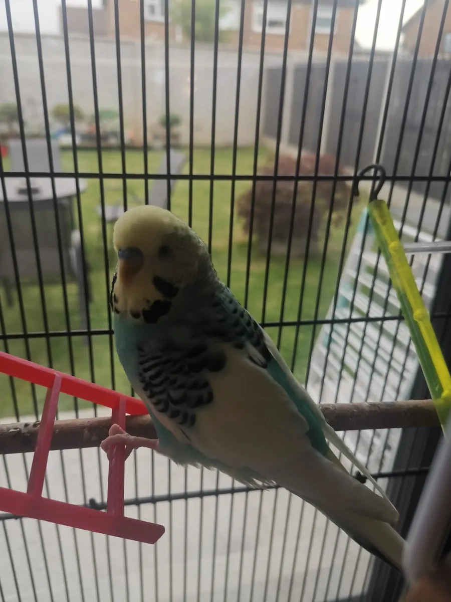 Budgie bird - Image 2