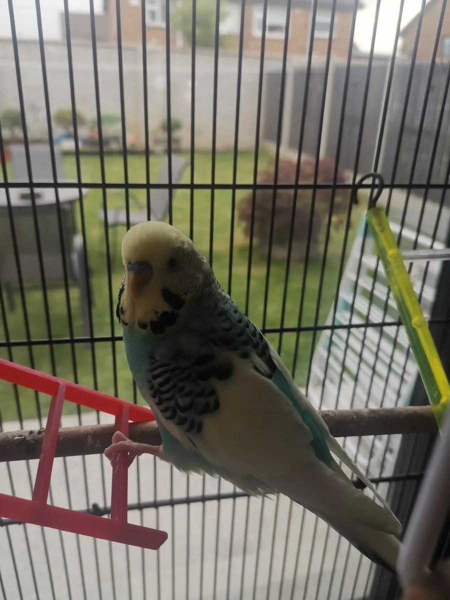 Budgie bird - Image 3