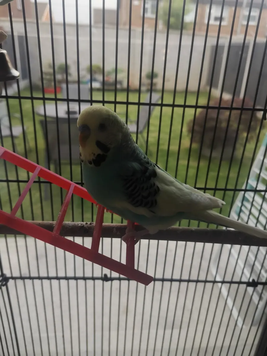 Budgie bird - Image 4