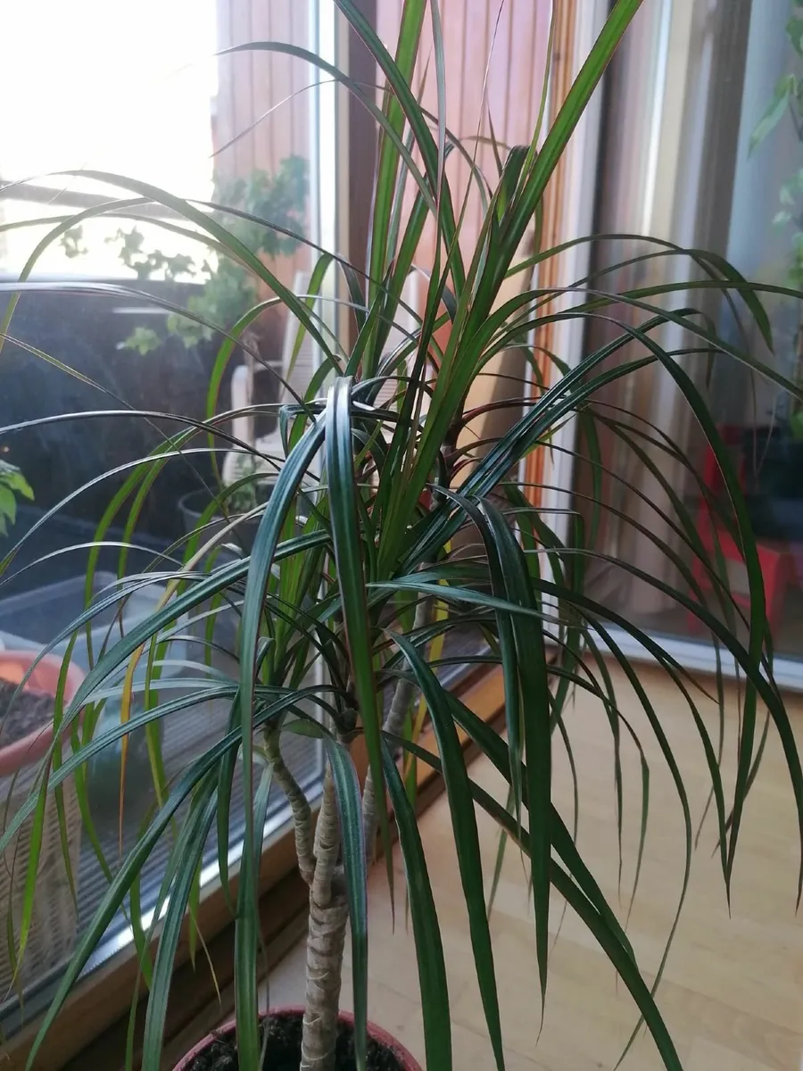 beautiful 70cm tall indoor plant - Image 1