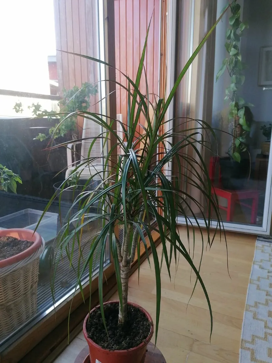 beautiful 70cm tall indoor plant - Image 2