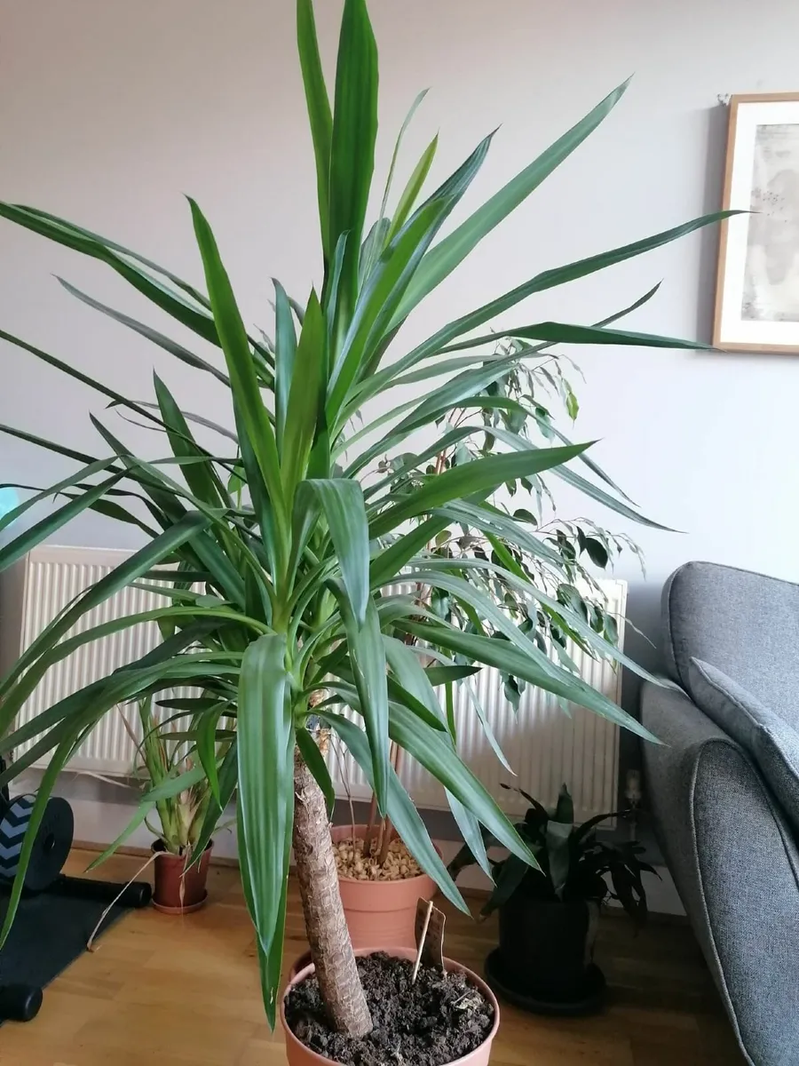 120cm tall gorgeous dragon tree