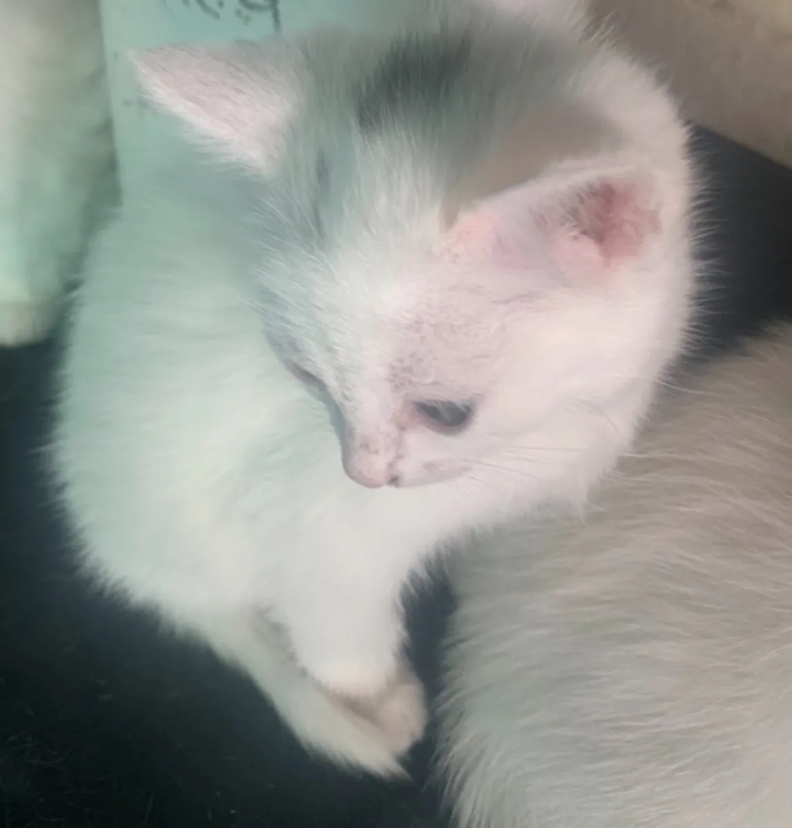 Kittens - Image 4