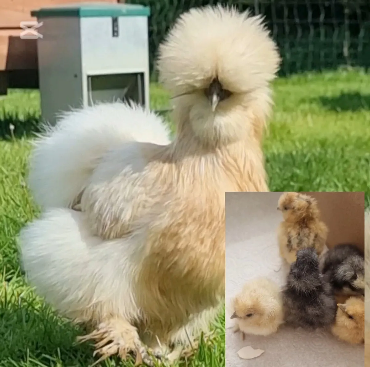 USA silkies - Image 1