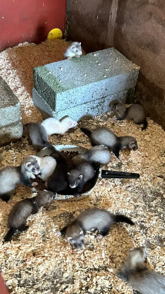 Ferret kits - Image 3