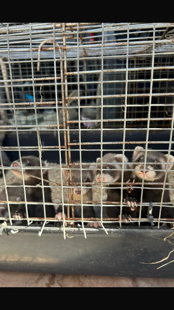 Ferret kits - Image 2