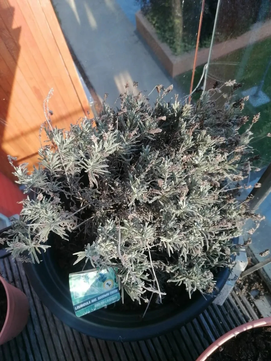 lavandula in big plastic flowerpot