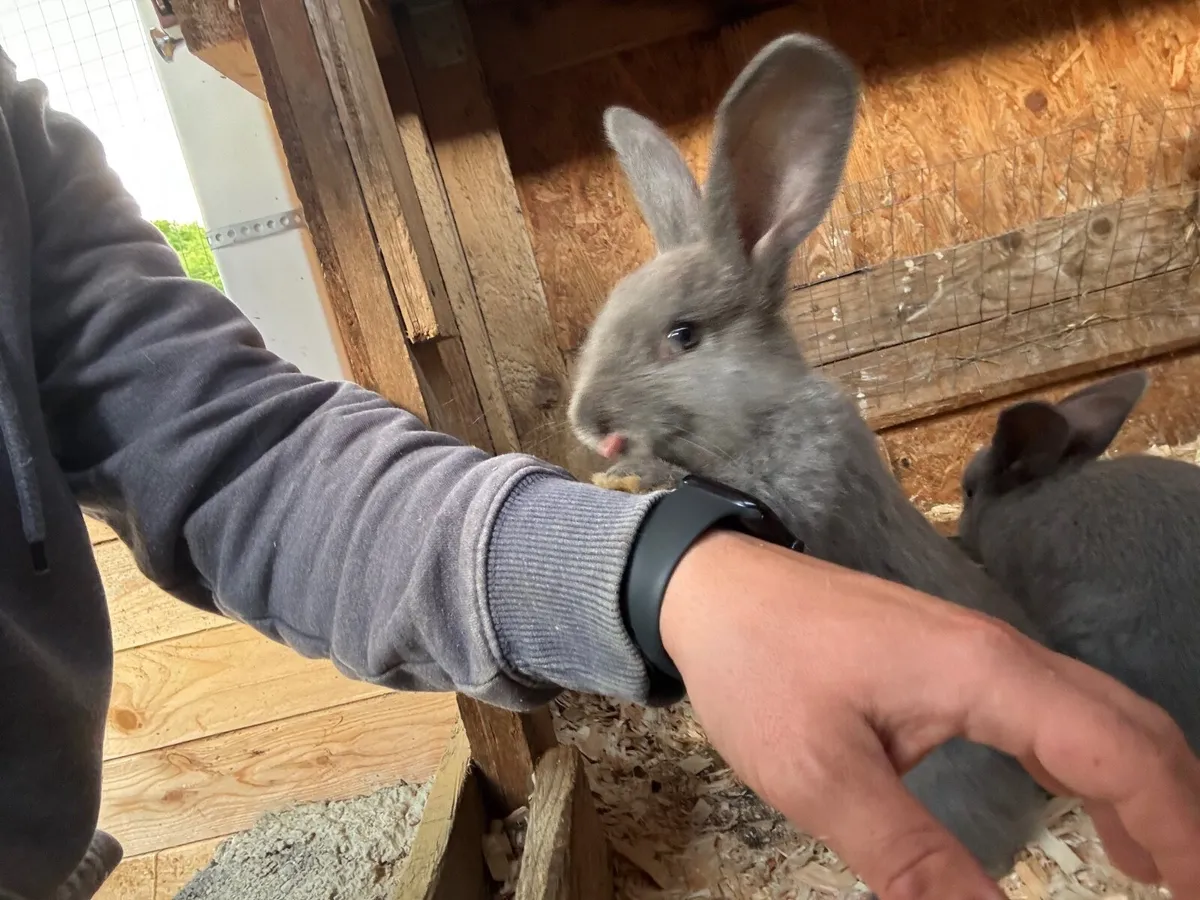 Giant flemish rabbit - Image 4