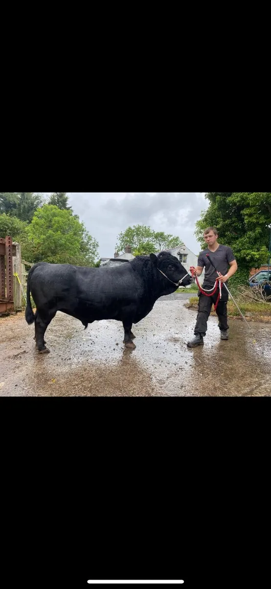 Short Dexter Bull - Image 1