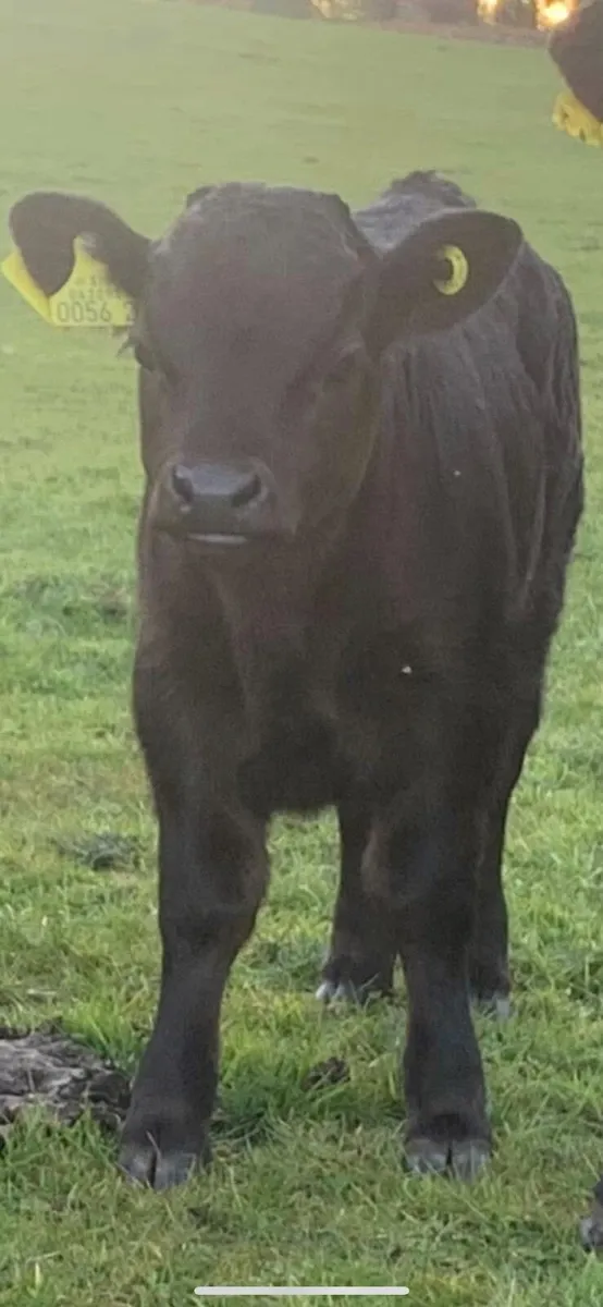 Short Dexter Bull - Image 2