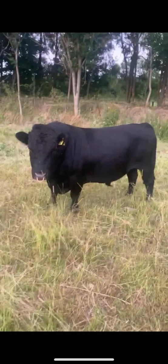 Short Dexter Bull - Image 3