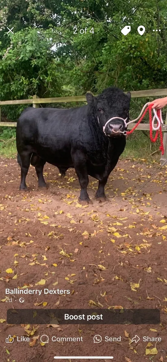 Short Dexter Bull - Image 4