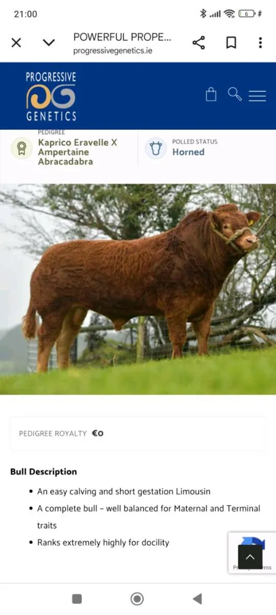 PBR Limousin bull - Image 4