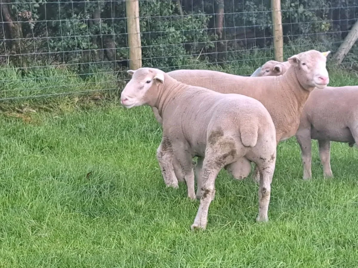 Dorset ram lambs ARR - ARR - Image 2