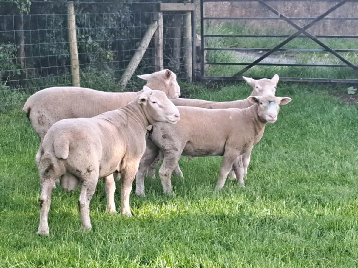 Dorset ram lambs ARR - ARR - Image 3