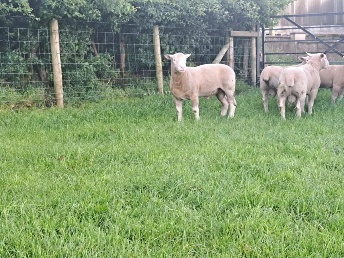 Dorset ram lambs ARR - ARR - Image 4