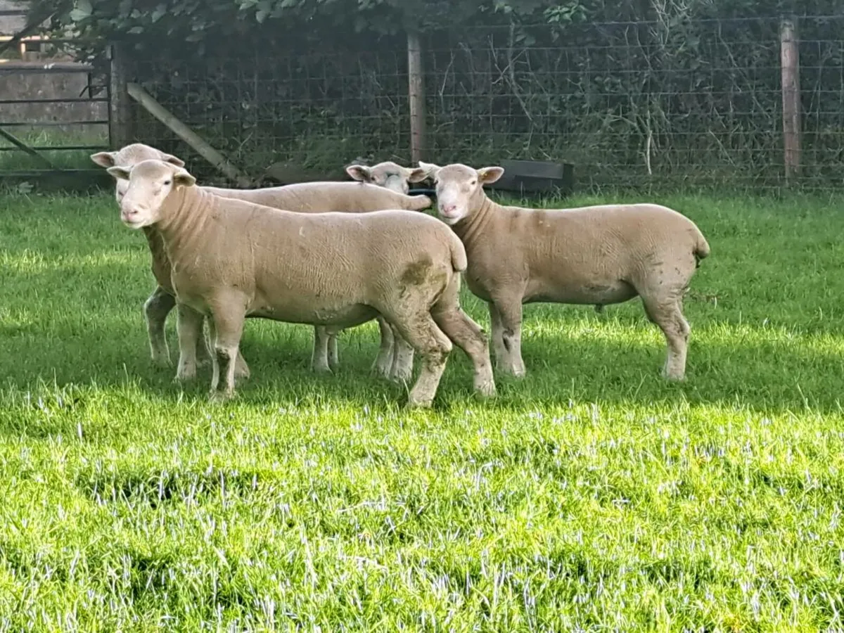 Dorset ram lambs ARR - ARR - Image 1