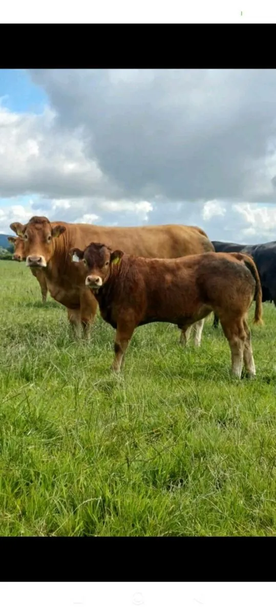 PBR Limousin bull - Image 1