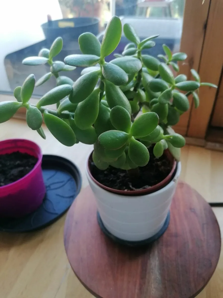 beautiful succulenta plant in porcelain flowerpot