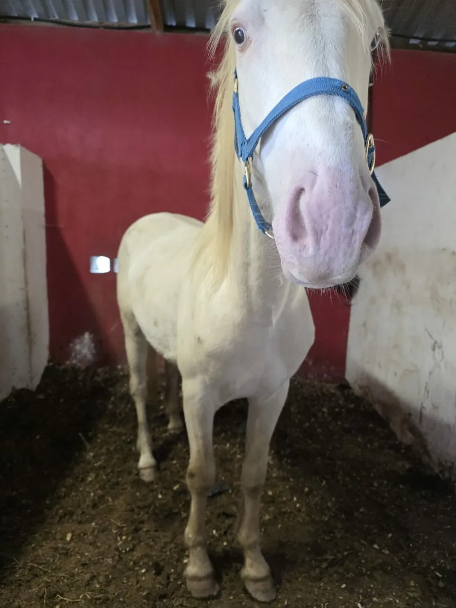 Connemara Pony - Image 1