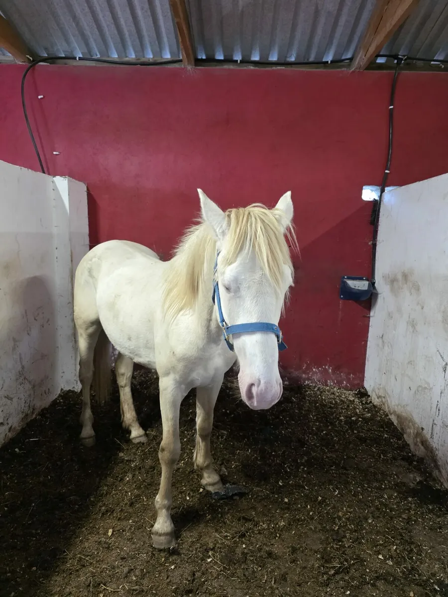 Connemara Pony - Image 2