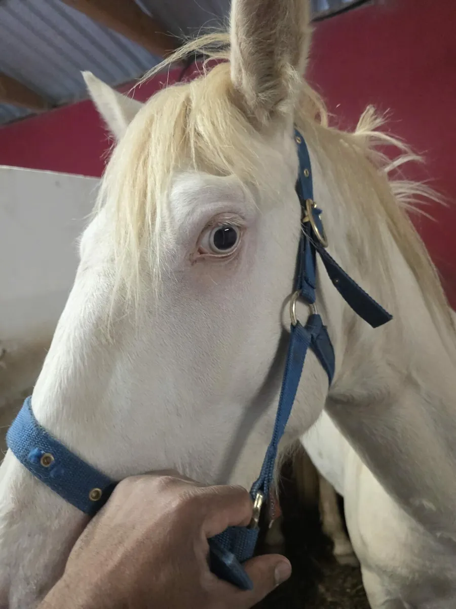 Connemara Pony - Image 3