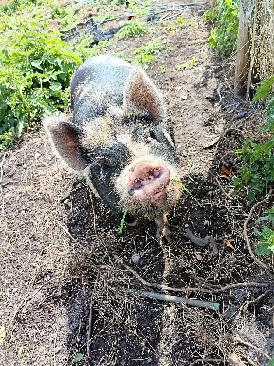 Kune Kune boar - Image 1