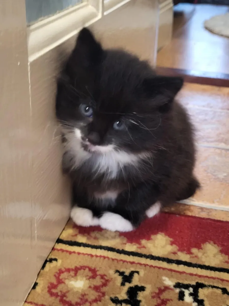 Kittens - Image 1