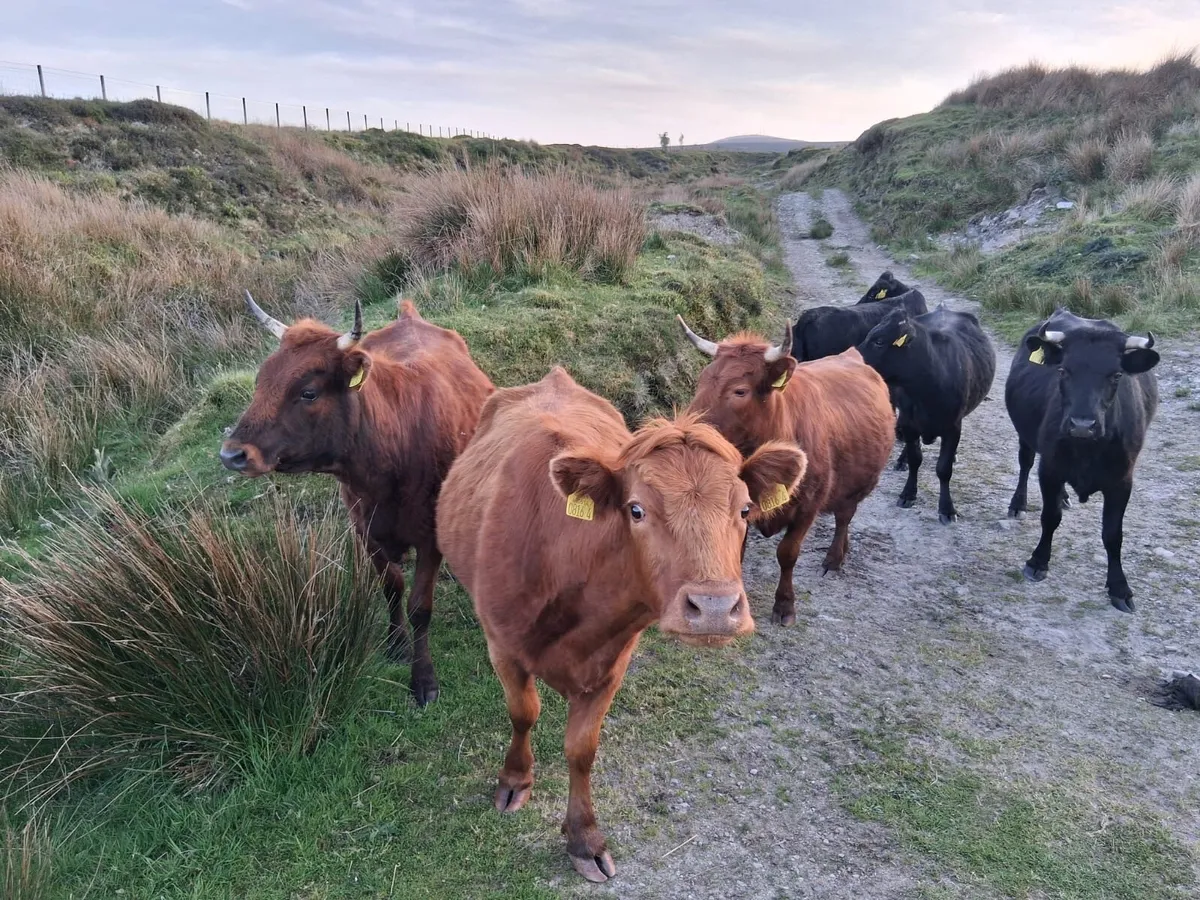 Dexter cattle - Image 1