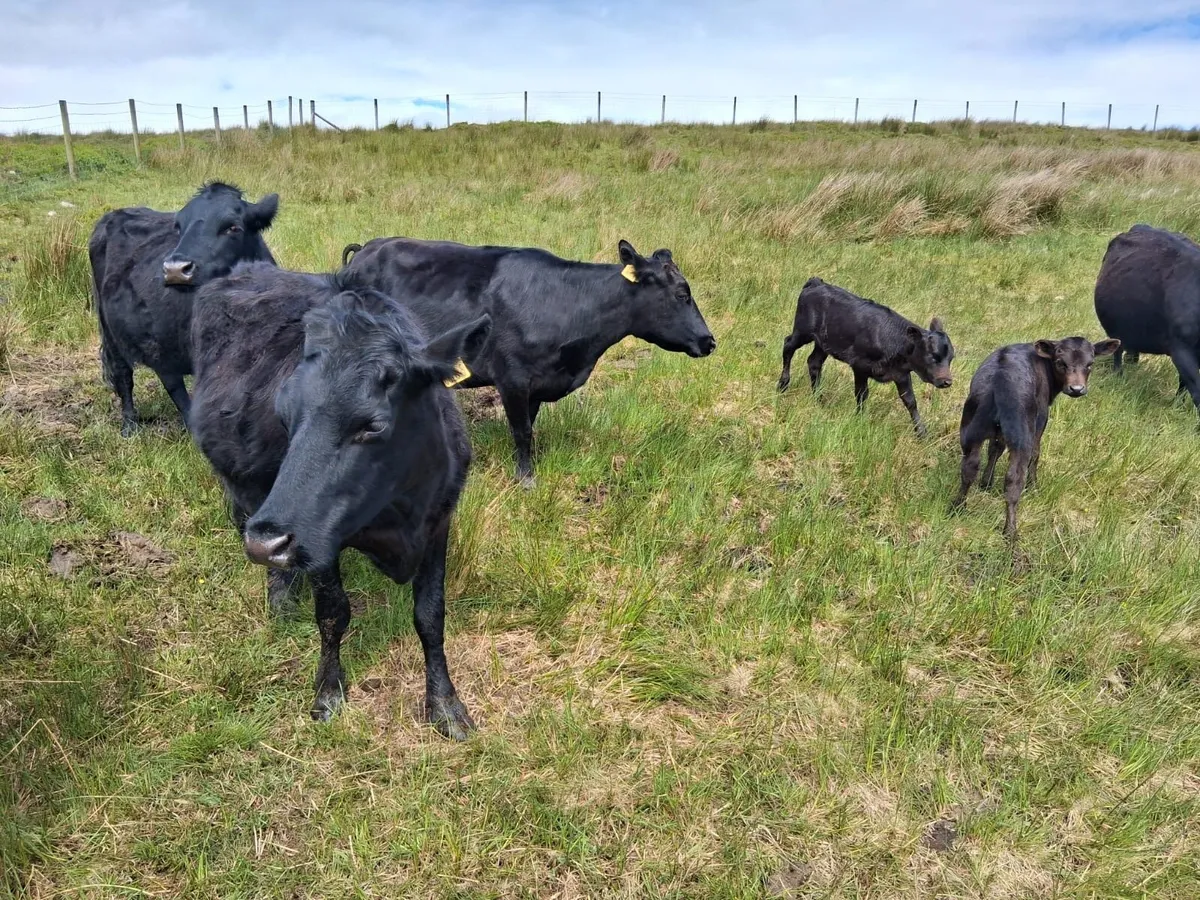 Dexter cattle - Image 2