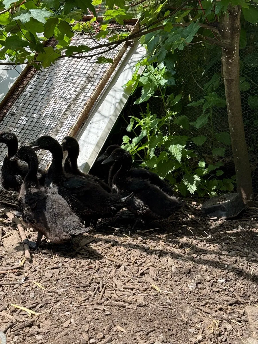 Cayuga ducklings - Image 2