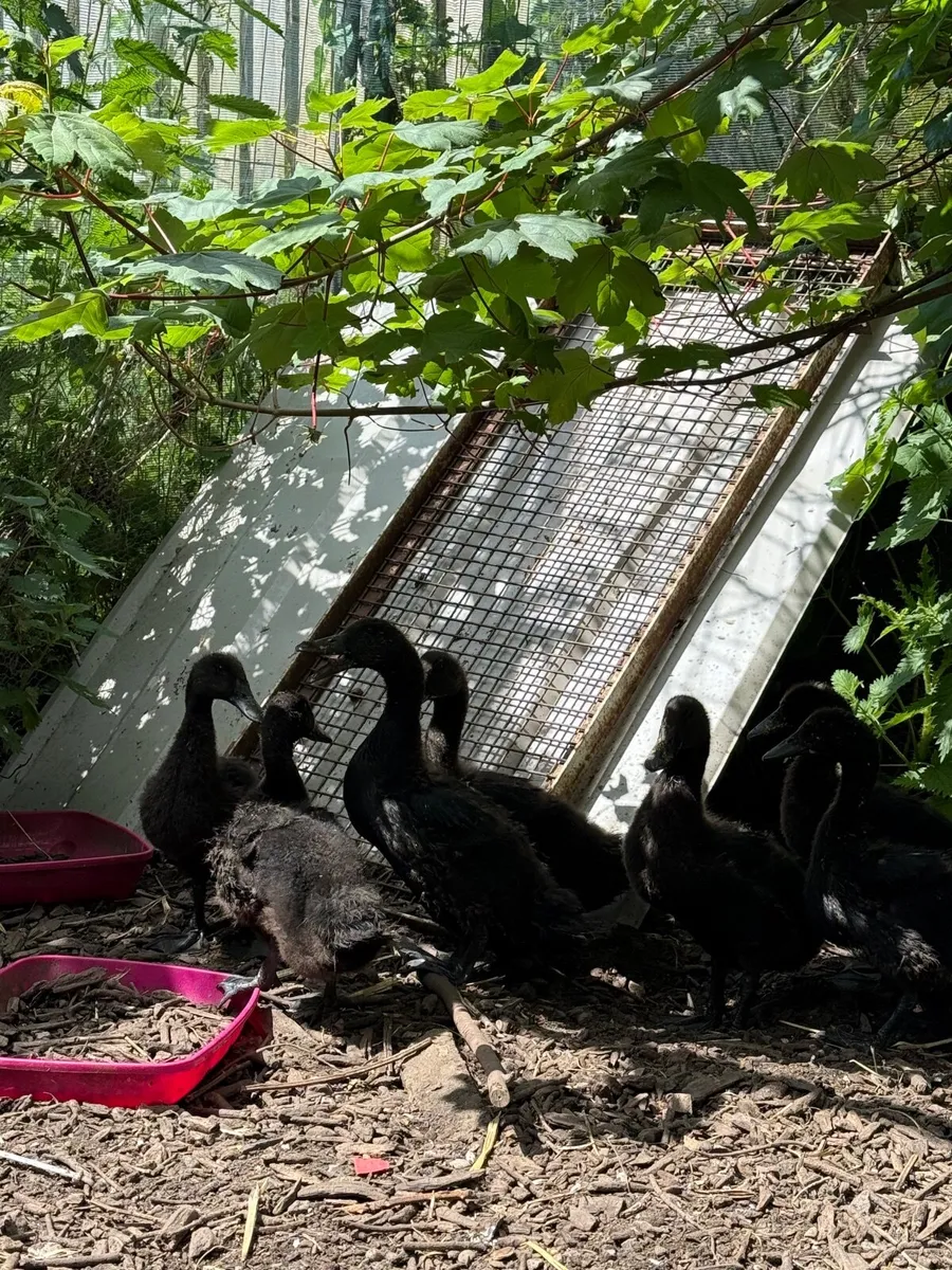 Cayuga ducklings - Image 3