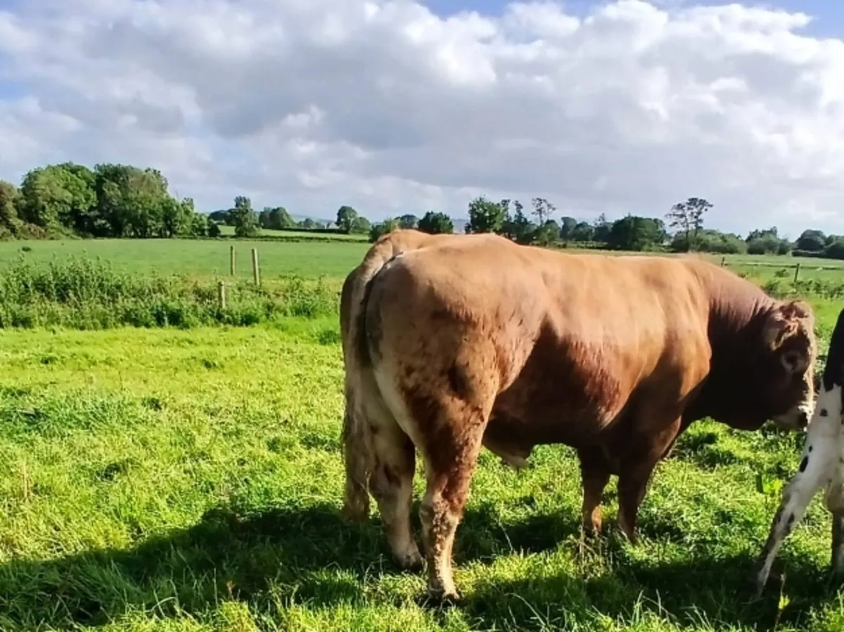 Purebred registered Limousin Bull - Image 2