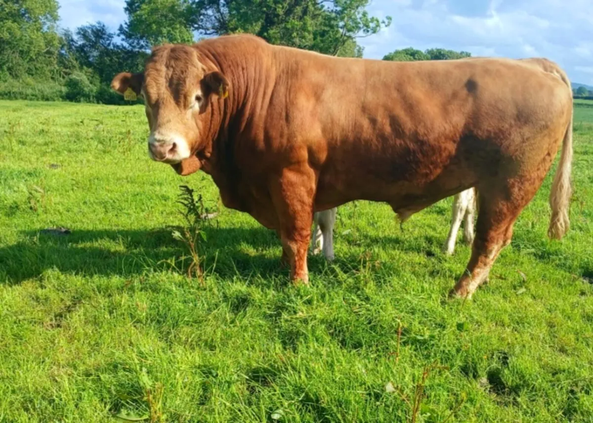 Purebred registered Limousin Bull - Image 1