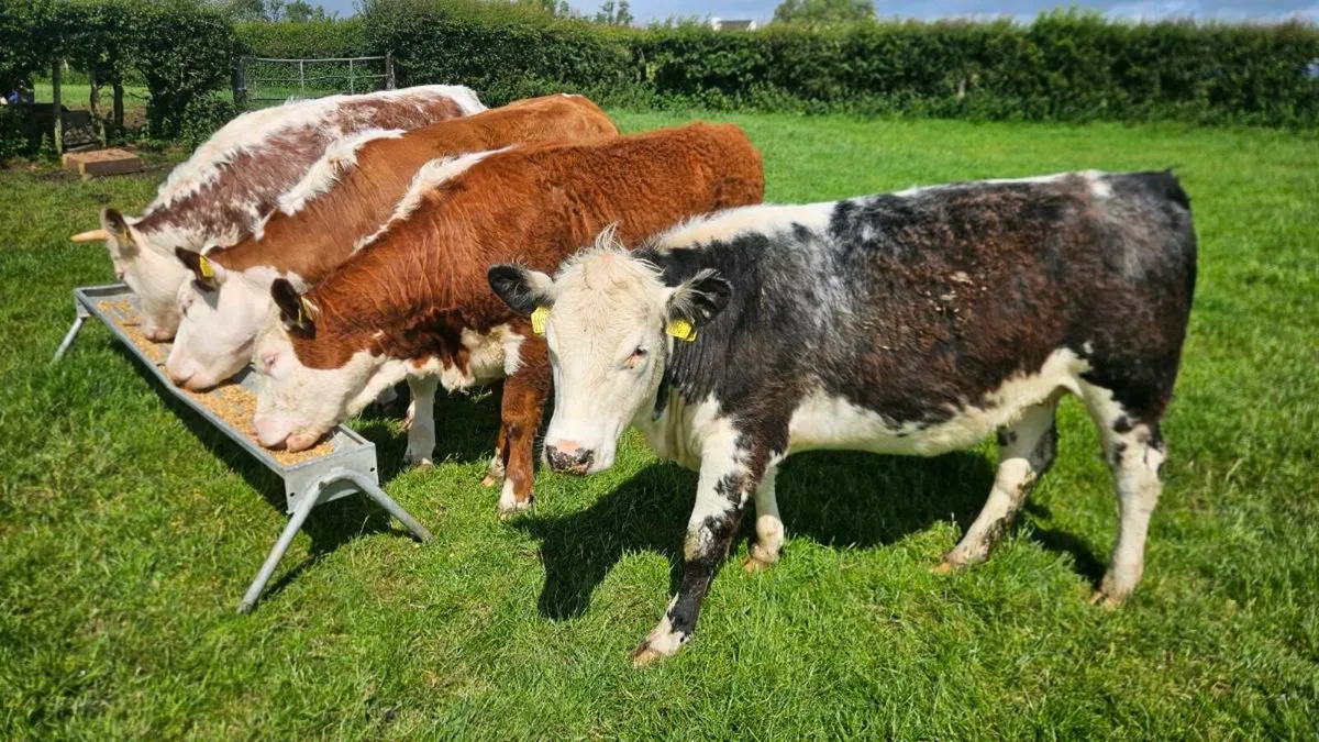 Hereford Heifers , Cow Makers - Image 1