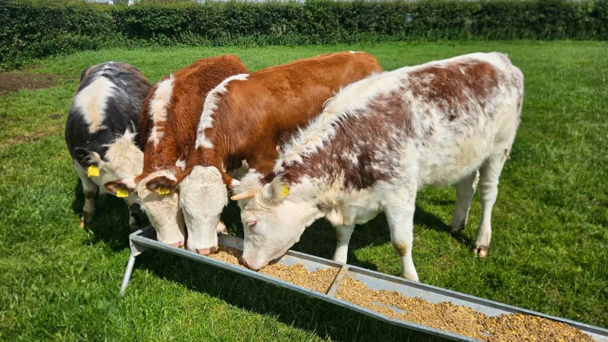 Hereford Heifers , Cow Makers - Image 2