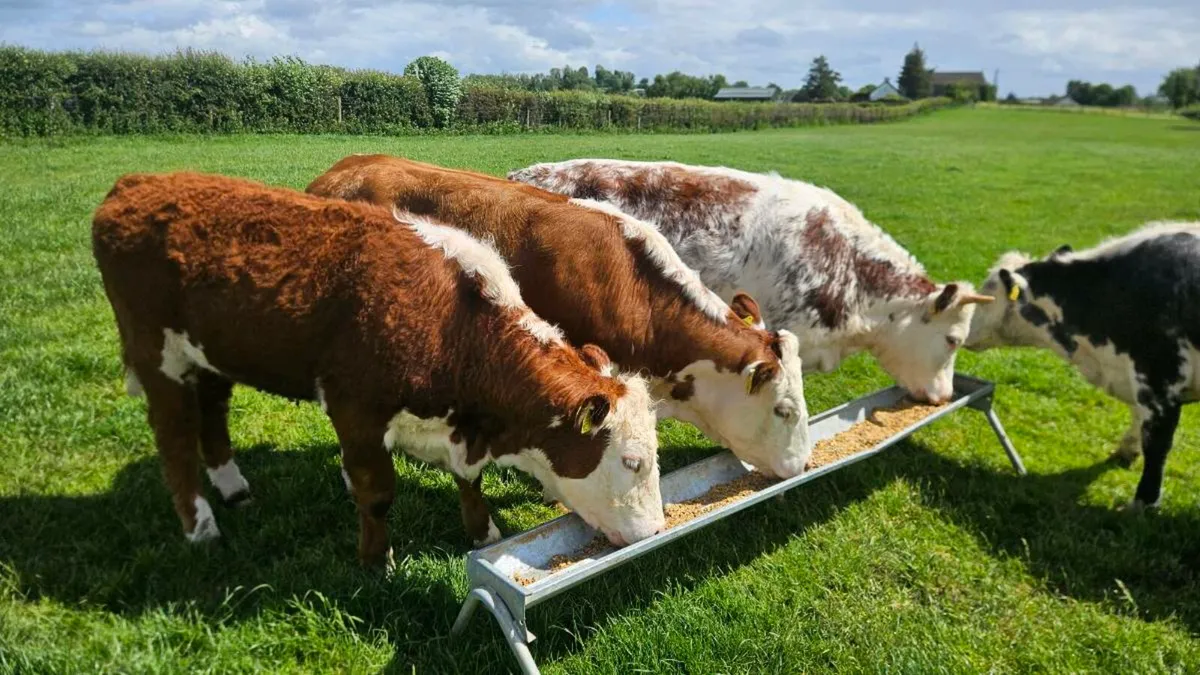 Hereford Heifers , Cow Makers - Image 3