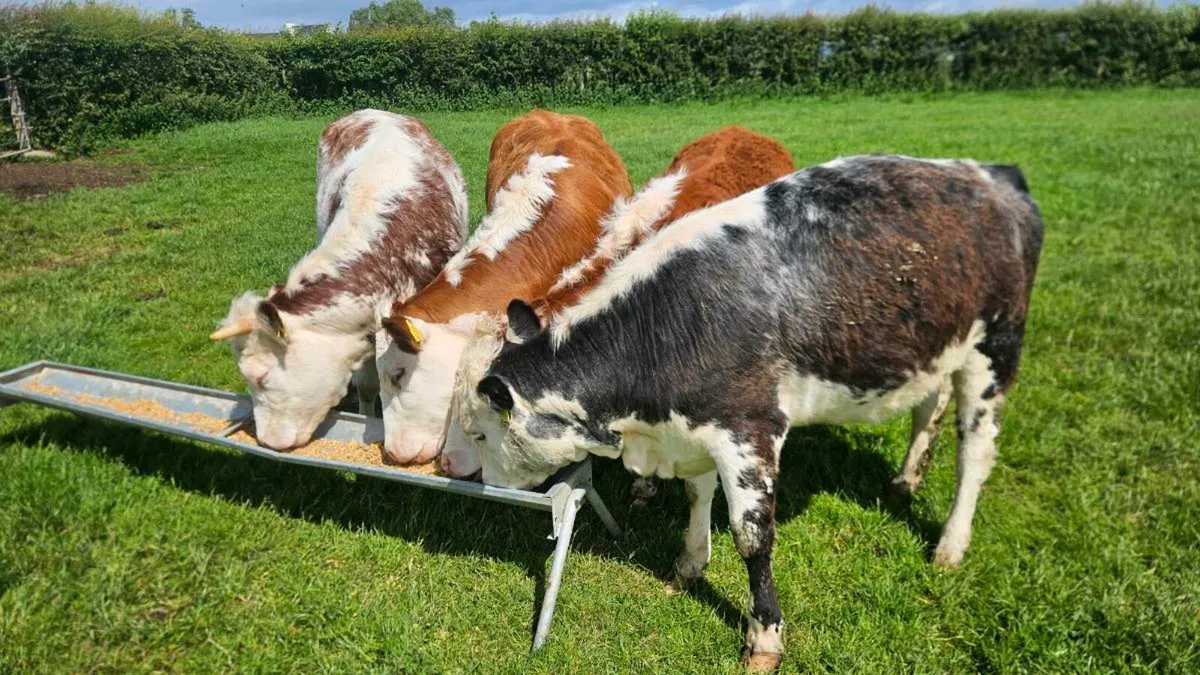 Hereford Heifers , Cow Makers - Image 4