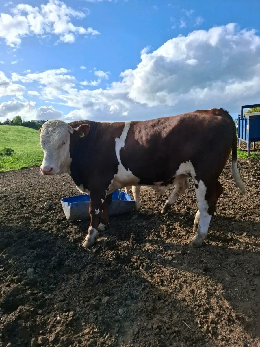 Montbeliarde Bulls - Image 1