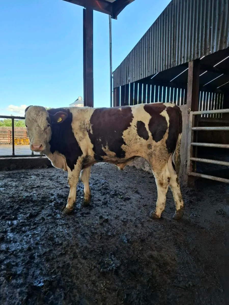 Montbeliarde Bulls - Image 2