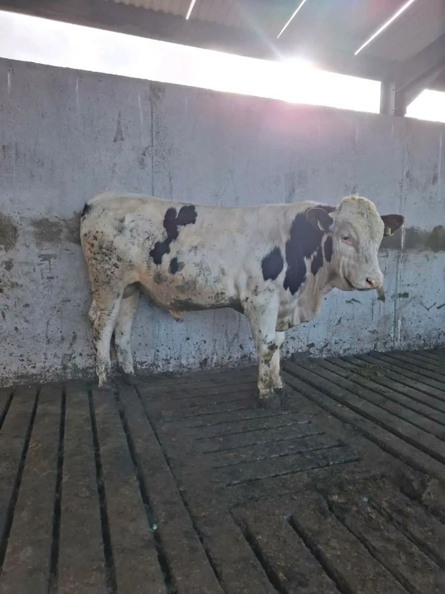 Montbeliarde Bulls - Image 3