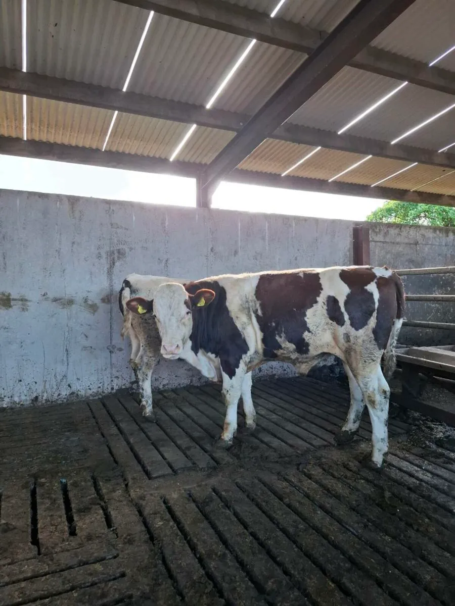 Montbeliarde Bulls - Image 4